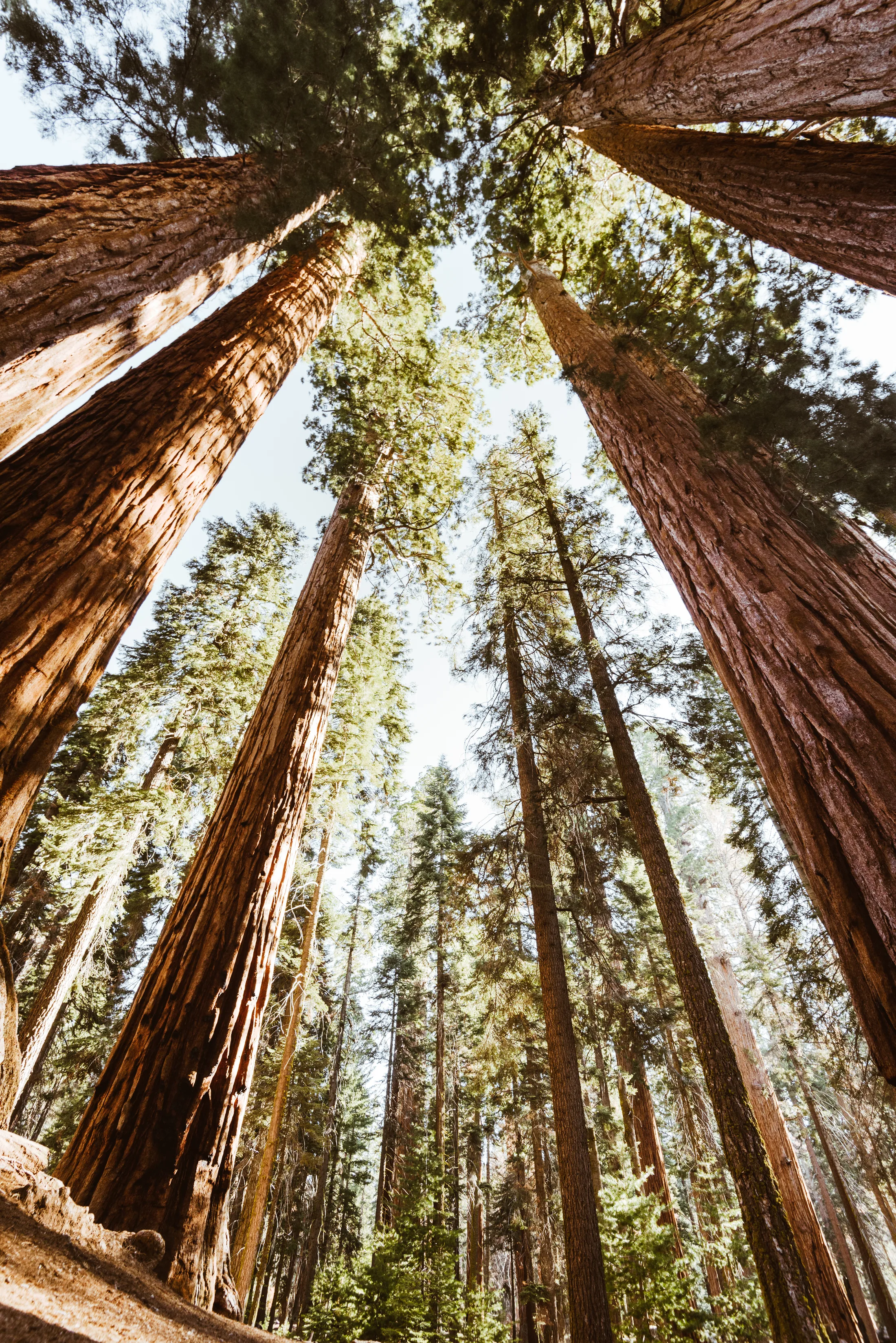 Tall mature trees viewed from below